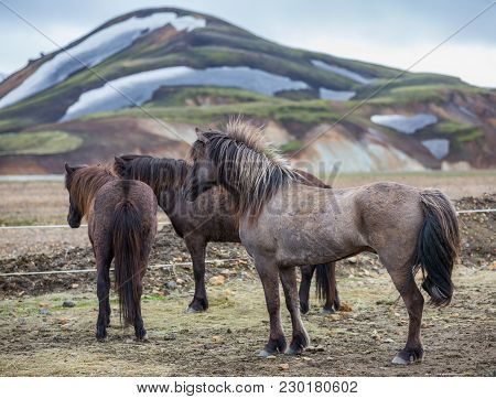 Isolated Icelandic Horses In The Countryside Of Landmannalaugar, Iceland