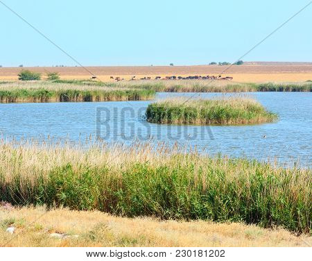 Blue Reedy Fresh Lake, Cow Herd Grazing On Pasture By Lake, And Field Behind. Ukraine, Kherson Regio