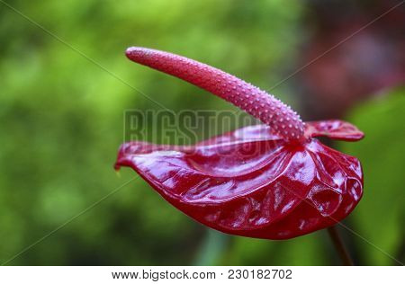 Pink Anthurium Flower Blooming In The Garden. Common Names Include Anthurium, Tailflower, Flamingo F