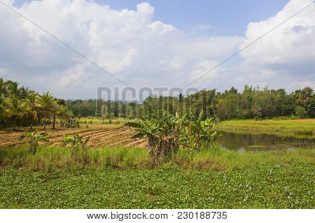Sri Lanka Agricultural Landscape With Rice Crops Banana Trees And Water Hyacinth Near Woodland Under