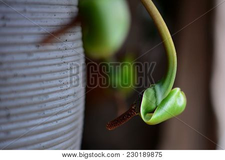 Close Up Zz Plant (zamioculcas Zamiifolia) Flower Hanging Down By The Grey Flower Pot