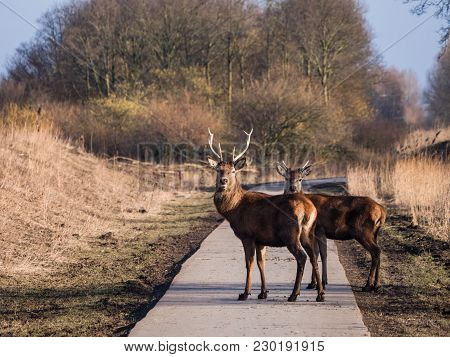 Red Deer Stags Stare At The Camera