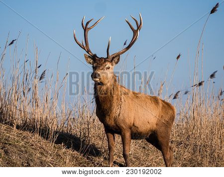 Red Deer Stag Stares At The Camera