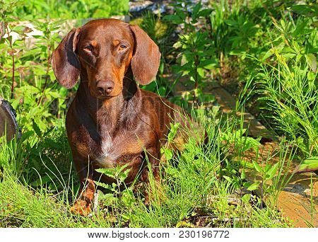 Wet Dachund Getting Sun Bath After Lake
