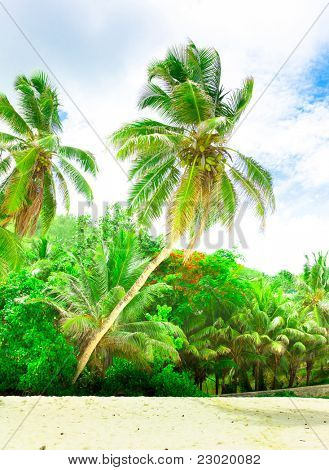 Palme piante Sky
