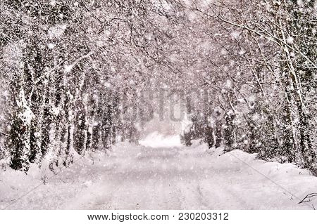 Magical Winter Road Covered In Snow In Bannow County Wexford Ireland In March 2018.