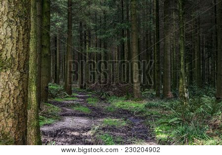 Spring Morning In One Of English Forest.