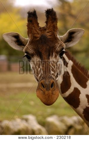 Animalske Wildlife giraf
