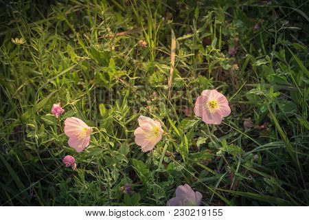Texas Pink Primrose (oenothera Speciosa) Blossom
