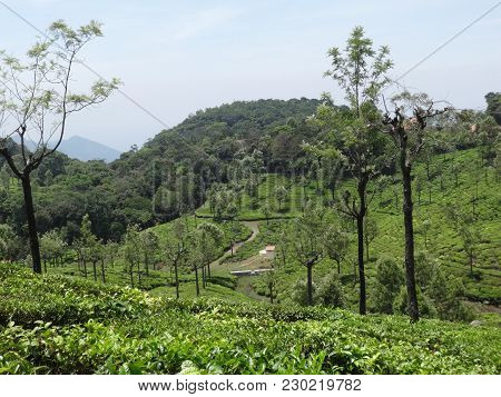 Tea Leaf Close Zoom View At Tea Garden Of Ooty, India.