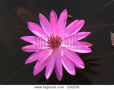 Bel fiore