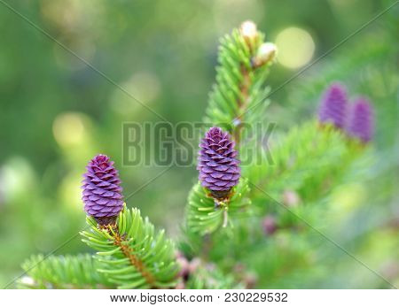 The Beautiful Purple Pre Stage To Fir Cones Or Spruce Cones, Latin Name: Picea Abies, Early Spring