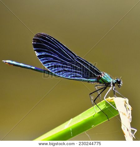 Image Of Closeup Of Dragonfly Calopteryx Virgo