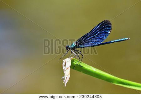 Image Of Closeup Of Dragonfly Calopteryx Virgo