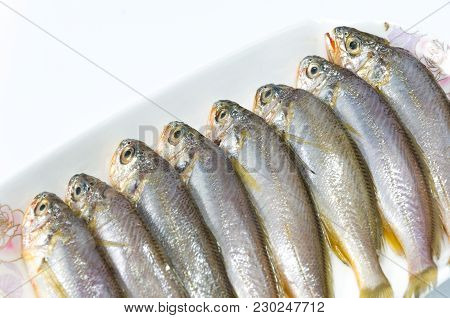 Image Of Piece Swim Creature Sea Gill