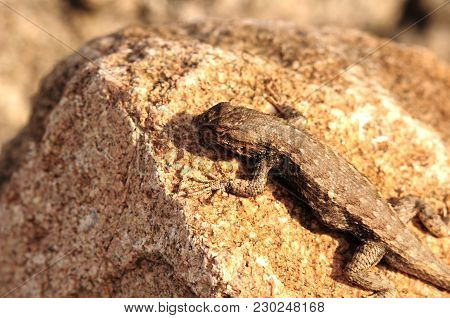 Sagebrush Lizard - Sceloporus Graciosus. Colorado Usa