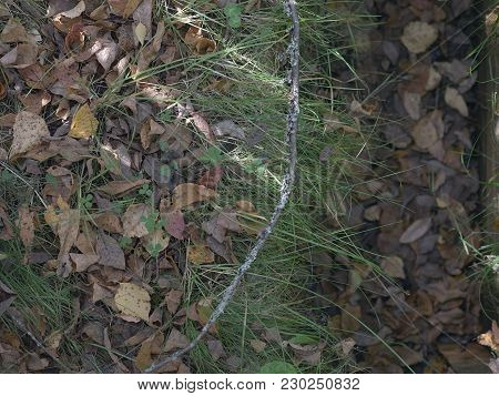 Sun Beams Crossing Green Grass And Fallen Leavers, Outdoor Macro Shot