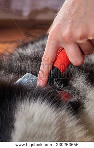 Grooming Undercoat Dog. Comb Out Dog Wool Brush, Close-up. Spring Molt Pet. Concept Hygiene And Care