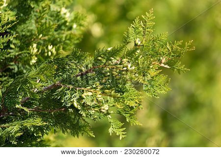 Arborvitae Branches In Nature As A Background .