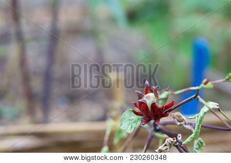 Hibiscus Sabdariffa Linn Or Rosella Have Blur Green Leaves And Bamboo Fence As Background With Copy 