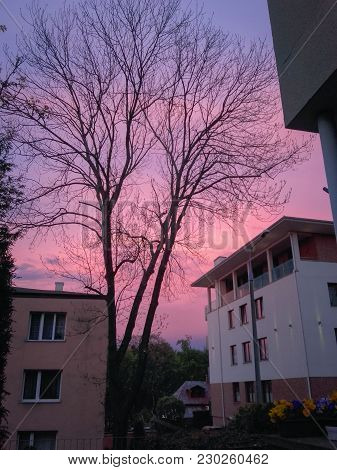 Sunset In Gdynia City. Autumn. Tree Silhouette On Colorful Sky