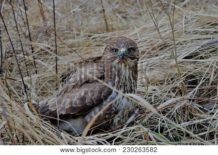 Buzzard Hidden In The Bush In Czech Forrest