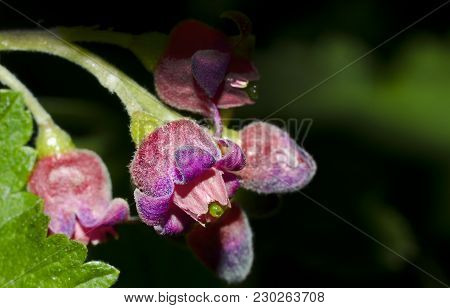 Closeup Of A Multicolor Currant Flower With Green Leaves.
