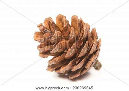 The Single Pinecone Isolated On White Background