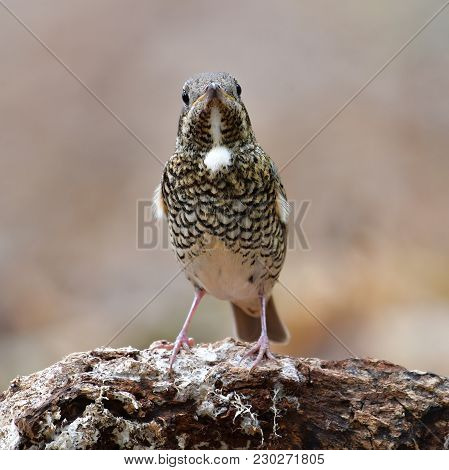White-throated Rock Thrush Bird
