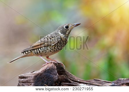 White-throated Rock Thrush Bird