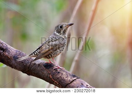 White-throated Rock Thrush Bird