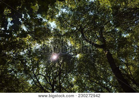 Top Of The Tree During Summer In Greece