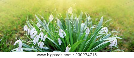 White Small Flowers In Shape Of Drops Under The Bright Sun. Spring Picture.