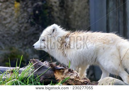 Arctic Fox In Winter Coat During Early Spring Season