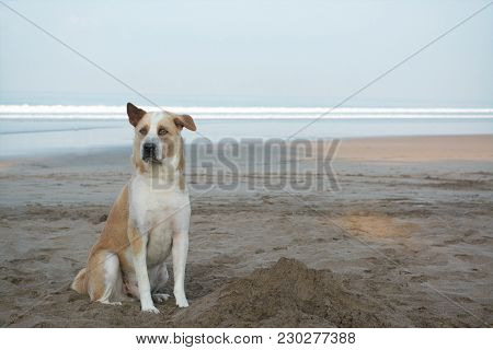Cute Loyal Dog Sitting On Beach Front. Sad Looking Dog Waiting Patiently For His Owner