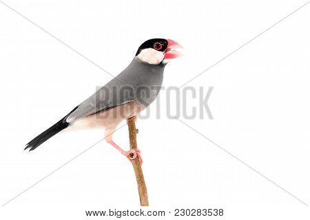Java Sparrow Bird
