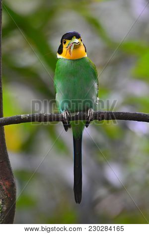 Long-tailed Broadbill Bird