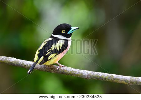 Black-and-yellow Broadbill Bird