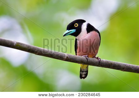 Black-and-yellow Broadbill Bird