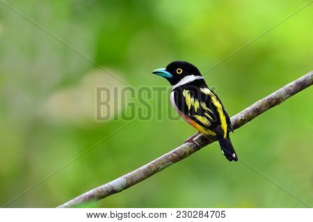 Black-and-yellow Broadbill Bird