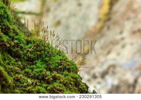 Close Up Bright Green Moss With Rock Background