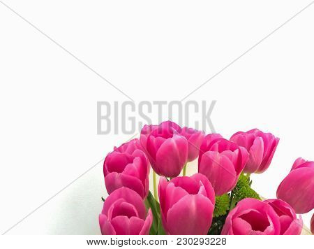 Several Rose Tulips On White Background. Closeup Photo