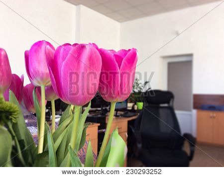 Several Rose Tulips On White Background. Closeup Photo