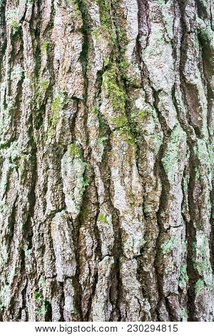 Bark Tree Trunk Texture. Moss And Lichens Grow On Cracked Tree Stump.