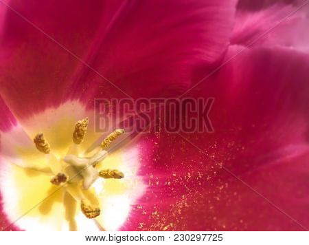 Close Up On The Pistil And Stamens Of The Rose Tulip