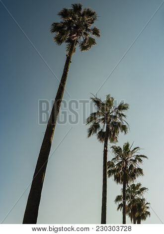 Palm Tree On Background Of Blue Sky