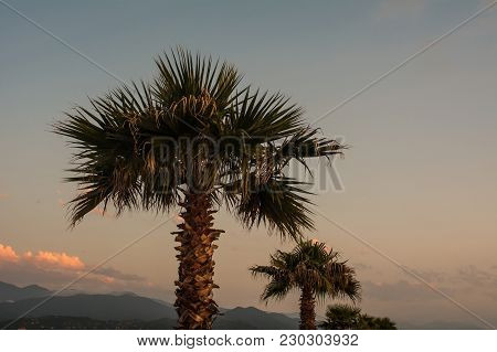 Palm Tree On Background Of Blue Sky
