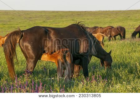 A Herd Of Wild Horses Shown On Water Island In Atmospheric Rostov State Reserve