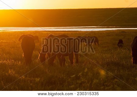 Wild Horses Grazing On Summer Meadow At Sunset