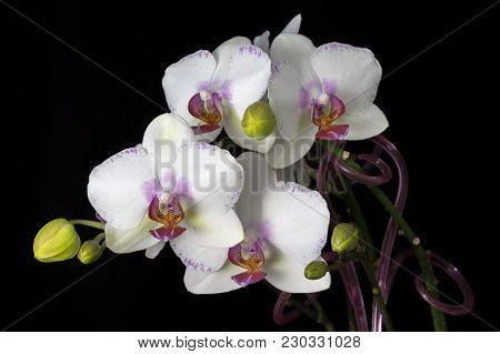Beautiful White Orchid On A Black Background